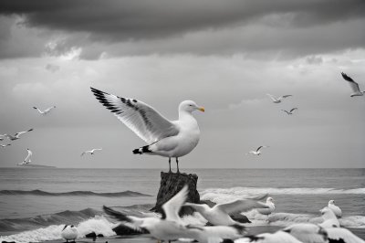 gull, bird, nature, animal, seabird, wildlife, ornithology, beak, plumage, summer, sand, wings, fauna, coast, birdwatching, wetland, grey, sky, shore, standing water