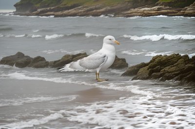 seagull, beach, water, bird, coast, nature, fauna, feathers, wings, beak, wildlife, coastal, bay, pond, boots, dock, ferry, solitude, silence, afternoon, reflection