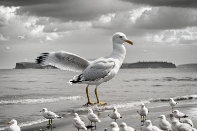 seagull, ring-billed gull, coast, plumage, nature, bird, animal, coastal, sea, feather, ocean, beach, birdlife, fauna, yellow beak, waterbird, feathered, water, beak, natural habitat