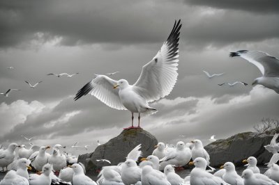 gull, bird, animal, nature, ornithology, plumage, avian, birdwatching, fauna, seabird, sand, shore, aquatic environment, water sounds, wings, beak, legs, animal by the water, wildlife, beach surroundings, sandy environment