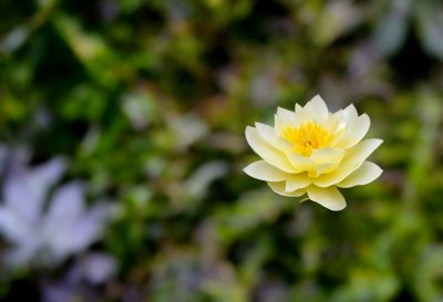 yellow flower, nature, plant, succulent, green leaves, transparency, flower details, rock, gardening, blossom, green nature, garden plants, natural beauty, nature background, peace and tranquility, colorfulness, landscape, season, photography, calm