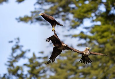 young eagle, bird of prey, forest background, bird call, natural habitat, bird photography, nature, wildlife, winged, patriotic, detailed, bird wings, pacific northwest, wild bird, birdwatching, spring, feather, young bird, bird feather, animal call