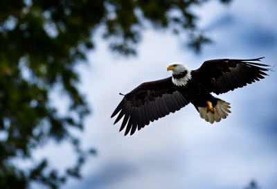 bald eagle, wild bird, environment, nature, bird, aviation, bird photography, striped wings, outdoor photography, bird in flight, spring, young eagle, angle, bird shadow, flying bird, green background, trees, bird wing, flight