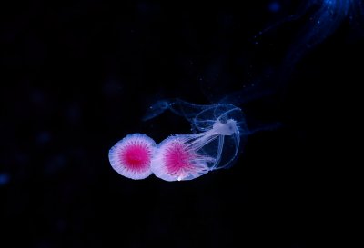 jellyfish, ocean, dark, marine life, underwater, nature, red, blue, striped, illuminated, pulsating, single, art, marine, jelly, beauty, calm, backlight, blue background, delicate