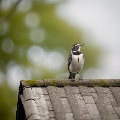 wagtail, bird, wildlife, roof, avian, green, grass, summer, sunny, perched, cute, animal, observing, feather, sky, sitting, clear sky, creature, ordinary, nature