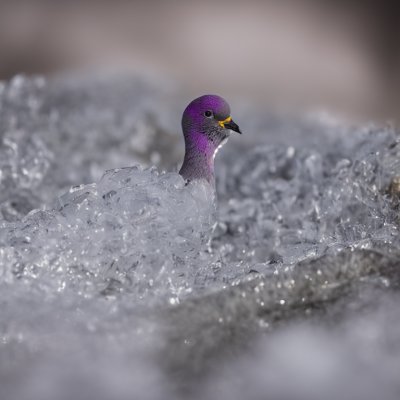pigeon, ice, frozen, bird, plumage, beak, feathers, ornithology, stroll, reflection, winter, wild, nature, ecosystem, walking, slippery, urban, animal, wildlife, migration
