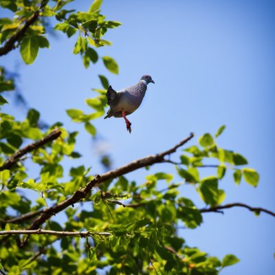 pigeon, branches, leaves, nature, summer, sunny, bird, fruit, natural, daylight, red, sparrows, beauty, clear, animal, outdoors, peaceful, ecology, clear sky, cherry