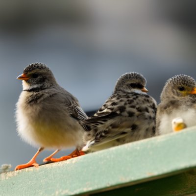 birds, roof, animals, nature, bird chicks, feathers, pair, daylight, beak, feeding, juveniles, behavior, feather pattern, small birds, curiosity, expressions, outdoors, summer, calmness, outdoor environment