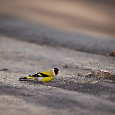 goldfinch, bird, plumage, ornithology, beak, animal, gray, road, sidewalk, shadows, unique, nature, yellow, wild, calm, wildlife, curiosity, bustling, city