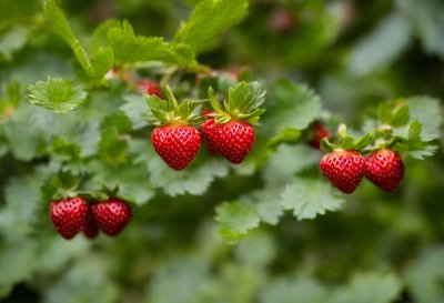 strawberry, wild strawberry, red, fruit, leaves, garden, nature, green, fresh, plant, summer, organic, agriculture, small fruit, bright, botany, vista