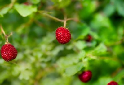 wild strawberries, red color, close-up, nature, fruit, leaves, edible, vitamins, fresh, organic, summery, ecology, farming, natural environment, red berries, alpine strawberry, healthy food, small fruit, plant, wild