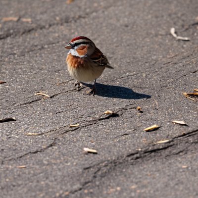 sparrow, bird, sidewalk, ornithology, beak, plumage, natural, fauna, birdwatching, stroll, urban environment, nature, feathers, care, shadow, perched, insects, outdoor, passerine, adaptation