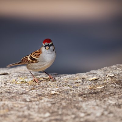 sparrow, animal, bird, ornithology, feathers, beak, species, fauna, perched, birdwatching, concrete, shadow, pavement, nature, autumn, nest, natural environment, camouflage, wilderness, ecology
