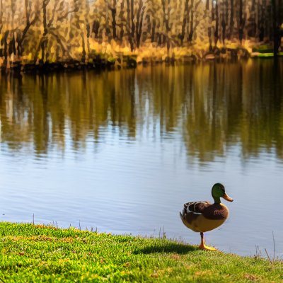 duck, pond, bridge, green, trees, grass, sunny, landscape, urban, united kingdom, stranraer, outdoors, nature, buildings, light, bird, water, wings, feathers, uk