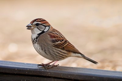 sparrow, bird, fauna, wildlife, nature, songbird, feathers, plumage, male, perched, sitting, surviving, beak, ground, garden, urban, park, ledge, details, clear sky, diversity
