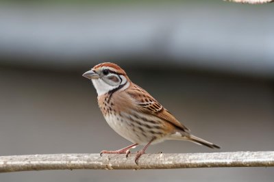 sparrow, small bird, animal, nature, ornithology, wildlife, feathers, beak, birdsong, songbird, perched, outdoors, light, beauty, natural, elegance, bird photography, daylight
