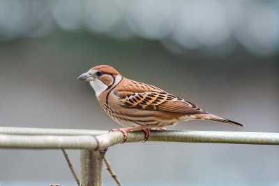 house sparrow, bird, songbird, outdoors, perched, fauna, plumage, feathers, female, bright background, focus, light, detailed, beak, nature, outside, railing, natural, simplicity, light and shadow