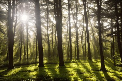forest, trees, sunlight, sunburst, nature, woodland, hillside, morning, sunrise, rays, backlight, shadows, golden hour, peaceful, grass, green, trunks, branches