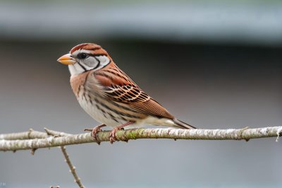 sparrow, bird, animal, nature, ornithology, wildlife, avian, songbird, feathers, sitting, plumage, bill, perched, small bird, natural environment, fauna, biodiversity, outdoors, birdwatching