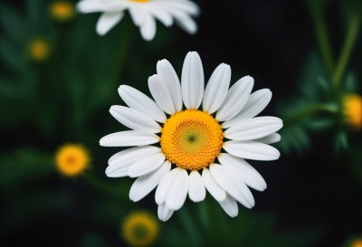 daisy, flower background, white petals, yellow center, nature, flower, beautiful flowers, macro, details, spring, fresh, garden, wildflower, flower wallpaper, sunny, beautiful, outdoor, leaves, grass, nature theme, diversity, decoration, rural, colors of nature