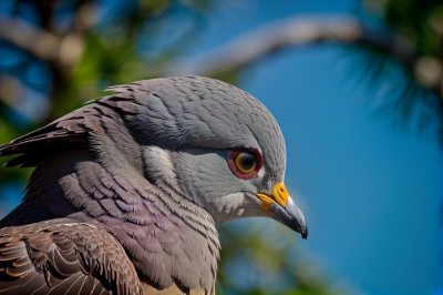 pigeon, bird, urban nature, nature, animal, portrait, eye, profile, detail, outdoor, daylight, bokeh, urban wildlife, bird photography, park, natural habitat, close up
