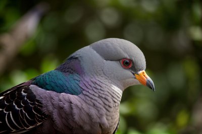 pigeon, bird, urban bird, nature, animal, close-up, portrait, feathers, eye, profile, outdoor, daylight, green background, bokeh, park, wildlife, urban wildlife, bird photography, detail