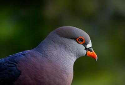 pigeon, bird, urban bird, nature, animal, close-up, portrait, feathers, eye, profile, outdoor, daylight, green background, bokeh, park, wildlife, urban wildlife, bird photography, detail