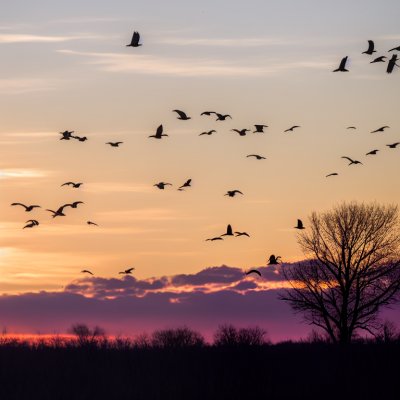 birds, flight, sunset, sandhill cranes, migration, nature, wings, landscape, midwest, nebraska, usa, morning, silhouette, trees, western sky, wildlife, count, dewy, summer sky, blue hour