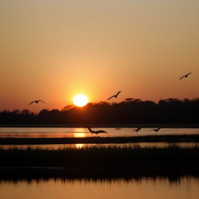 birds, flight, nature, wings, sunset, river, sandhill cranes, migration, landscape, nebraska, midwest, twilight, beautiful scene, wildlife, ecosystem, morning, clouds, sky, flock