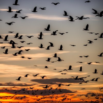 birds, flight, sunset, cranes, migration, nebraska, usa, midwest, nature, wings, silhouettes, sky, evening, wild, nature reserve, autumn, horizon, hectic, light, panorama, open space