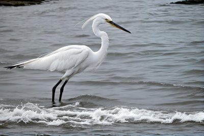 egret, bird, nature, wildlife, waterbird, shore, wading, surf, black beak, water, birding, white feathers, beach, sunset, marine environment, east, silence, animal, feminine