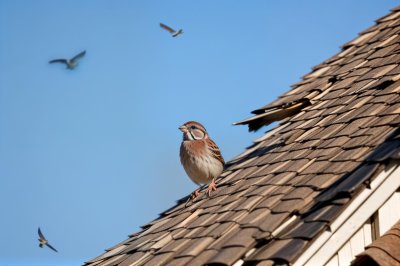 sparrow, roof, blue sky, bird, nature, ornithology, feathers, perching, small bird, birdwatching, wildlife, sitting bird, shingles, fauna, outdoor, songbird, simplicity, observation, trees, simple motif