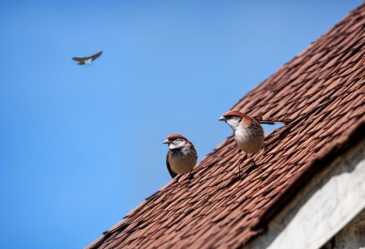 sparrow, roof, blue sky, bird, nature, ornithology, feathers, perching, small bird, birdwatching, wildlife, sitting bird, shingles, fauna, outdoor, songbird, simplicity, observation, trees, simple motif