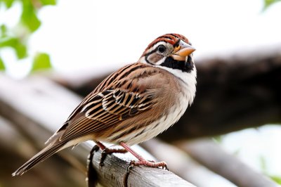sparrow, bird, ornithology, wildlife, nature, feathers, songbird, sitting, passerine, avian, railing, male bird, beak, animal detail, animal, urban wildlife, bird watching, pants, european bird, winged