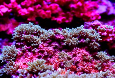 coral, underwater, sea, ocean, aquarium, tropical, marine, reef, macro, cairns aquarium, colorful, sea life, exotic, purple, pink, diving, beauty, nature, glowing, biological