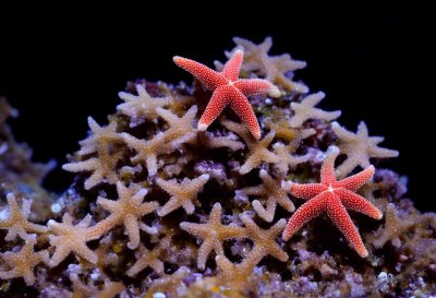 starfish, aquarium, marine life, nature, underwater, ecosystem, close-up, pest, crown of thorns starfish, cairns, coral reefs, thorns, biology, relaxation, unique pattern, aquarium fish, ocean conservation, coral, sea creature