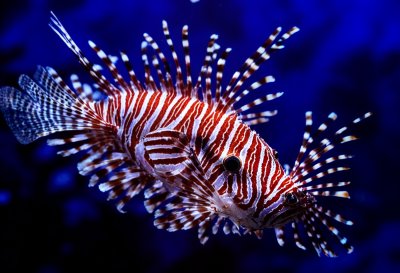 lionfish, fish, underwater, nature, aquarium, sea, marine, colorful, exotic, poisonous, dangerous, tank, scorpionfish, butterfly cod, cairns aquarium, reef, tropical, coral, marine life, spiny fins, underwater beauty