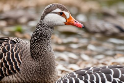 greylag goose, wild goose, bird, nature, feather, beak, wildlife, park, brown, gray, domestic animals, waterfowl, outdoors, curious, calm, fauna, calm face, lonely, close-up, beauty, goose