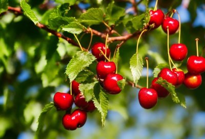 cherries, unripe fruits, beautiful nature, branches, trees, leaves, nature wallpaper, green, red, orange, nature, fruit, nature background, fresh, hd wallpaper, desktop background, horticulture, growing, summer, ripening, organic, food, fresh air