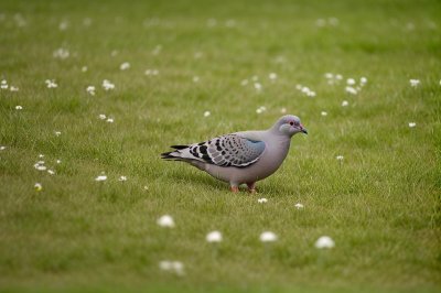 pigeon, grass, green, nature, summer, meadow, birds, wild, wings, calm, background, ground, feather, tranquility, search, still, eye contact, simplicity, pattern