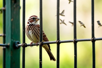 sparrow, bird, cage, nature, wildlife, hd wallpaper, wallpaper 4k, fence, mac wallpaper, windows wallpaper, feathers, macro, laptop wallpaper, profile, free wallpaper, green, background, wallpaper hd, 4k wallpaper, desktop backgrounds, spring, full hd wallpaper, urban wildlife, proximity, lonely, outdoor, free background, beautiful wallpaper, 4k wallpaper 1920x1080, cool backgrounds, view, ambush