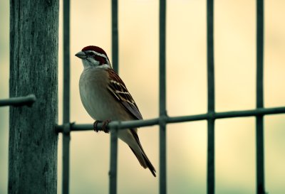 sparrow, bird, cage, nature, wildlife, hd wallpaper, wallpaper 4k, fence, mac wallpaper, windows wallpaper, feathers, macro, laptop wallpaper, profile, free wallpaper, green, background, wallpaper hd, 4k wallpaper, desktop backgrounds, spring, full hd wallpaper, urban wildlife, proximity, lonely, outdoor, free background, beautiful wallpaper, 4k wallpaper 1920x1080, cool backgrounds, view, ambush