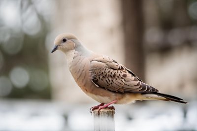 dove, bird, nature, feather, urban, perching bird, nature photography, urban nature, wild bird, animal photography, natural habitat, beautiful bird, gray bird, locality, ornithology, avian, wildlife, close up, birdwatching, wings, outdoor photography