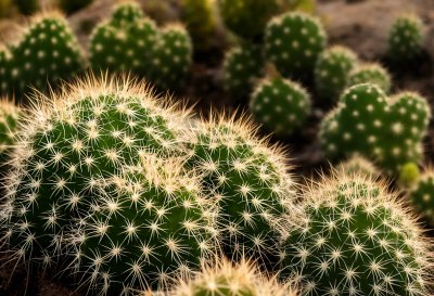 cactus, spiky, desert, natural, desert plant, cactus garden, green color, dryness, close-up, arid environment, botany, plant biology, texture, sand, exotic plants, thorns, nature, sharp, soil, extreme conditions