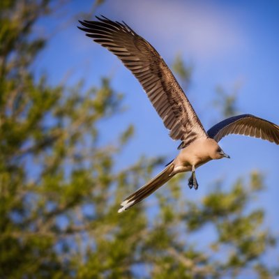 flying bird, goose, nature, blue sky, trees, wings, flight, animal, wildlife, landscape, spring, wild goose, birdlife, close-up, forest, fauna, ecology, nature reserve, ecosystem