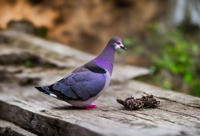 pigeon, purple, wood, feeding, table, nesting, nature, feathers, wild, bird species, birdwatching, feathered, urban wildlife, red beak, garden, area, colorful, natural habitat, neck
