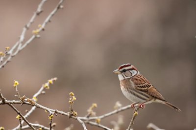 sparrow, nature, bird, wildlife, ornithology, feathers, beak, perched, fauna, concrete, texture, explore, wall, small, outdoor, statue, plumage, breeze, birdwatching