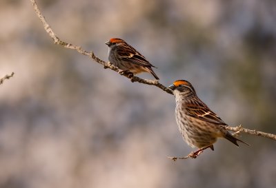 sparrow, nature, bird, wildlife, ornithology, feathers, beak, perched, fauna, concrete, texture, explore, wall, small, outdoor, statue, plumage, breeze, birdwatching