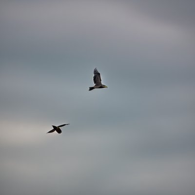 night herons, birds, animals, nature, flight, feathers, wildlife, ornithology, plumage, waterbirds, three, flying birds, sky, wild animals, birds in flight, natural environment, freedom, travel, tranquility