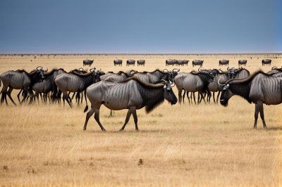 gnu, wildebeest, animal migration, movement, safari, african wild cattle, nature, africa, ecosystem, tanzania, ngorongoro, reserve, savannah, wildlife, conservation, route, natural spectacle, protection, ecological region